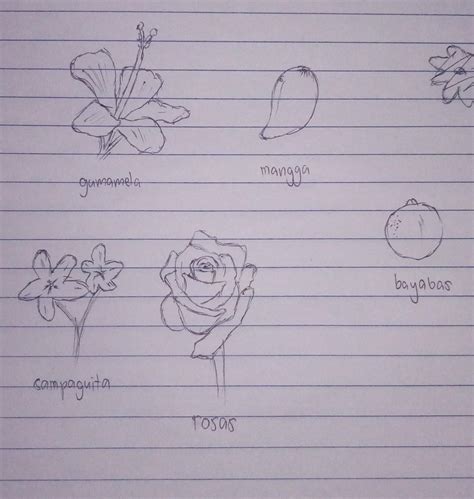 halamang namumunga drawing